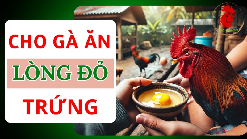 Cho gà chọi ăn lòng đỏ trứng có giúp chiến binh dũng mãnh?