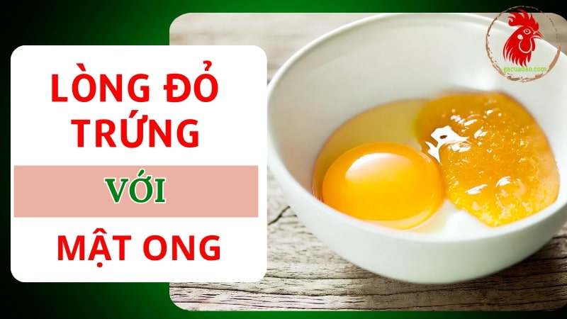 Cho gà chọi uống lòng đỏ trứng với mật ong