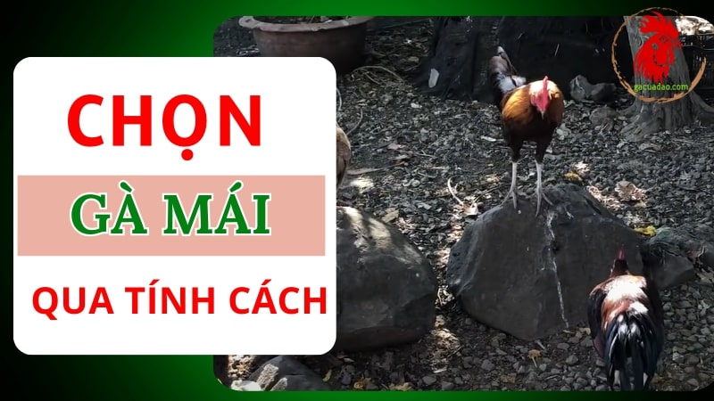 Chọn gà mái qua tính cách và tiếng gáy