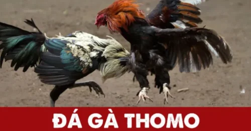 Đá gà Thomo – Sân chơi thi đấu chọi kê hấp dẫn nhất