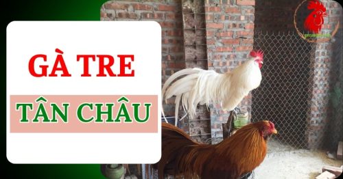 Gà tre Tân Châu: Đặc điểm ngoại hình, cách nuôi và chăm sóc