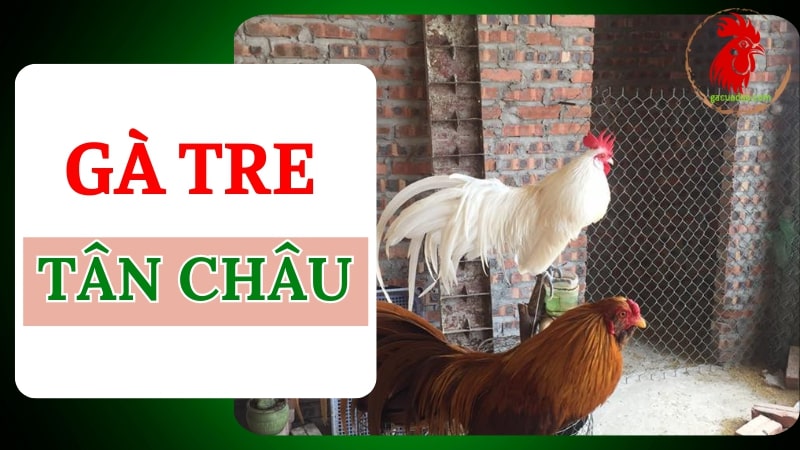 Gà tre Tân Châu: Đặc điểm ngoại hình, cách nuôi và chăm sóc