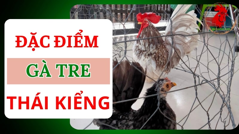 Đặc điểm của gà tre Thái Kiểng