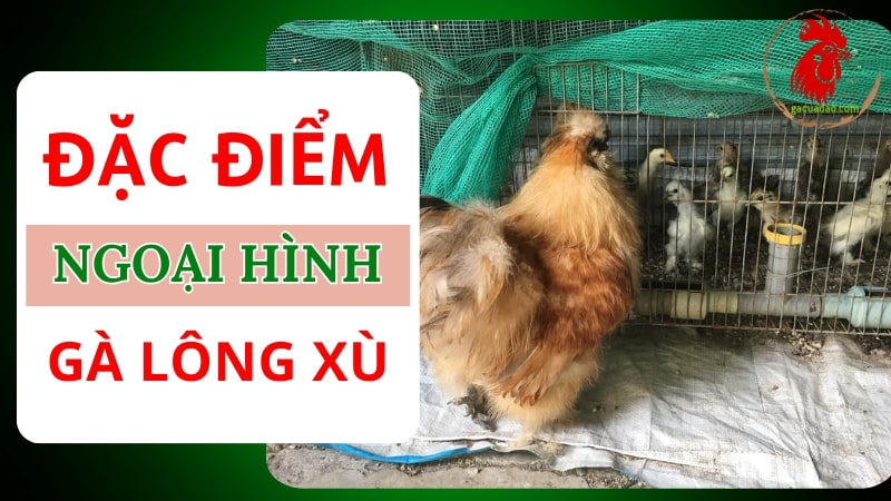 Đặc điểm ngoại hình