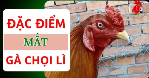 Mắt gà chọi lì: Biểu tượng cho chiến binh dũng mãnh