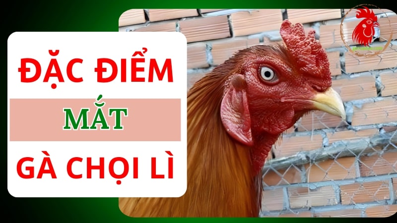 Mắt gà chọi lì: Biểu tượng cho chiến binh dũng mãnh