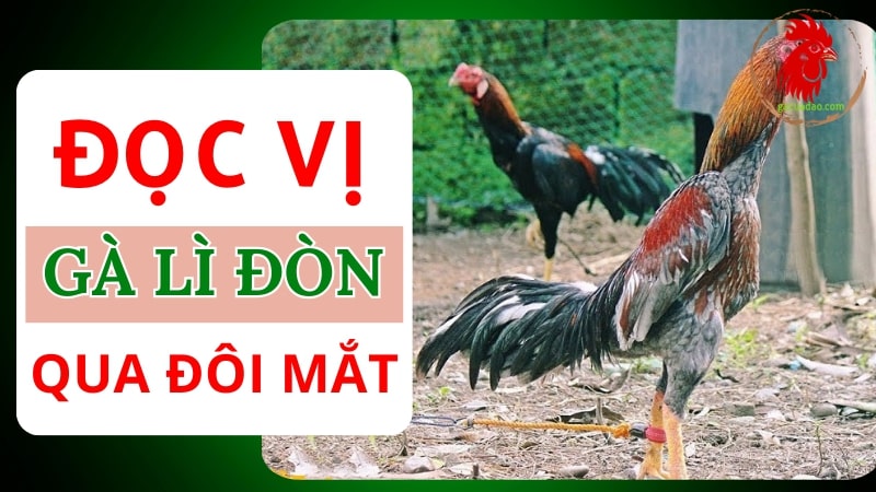 Đọc vị gà chọi lì đòn qua đôi mắt