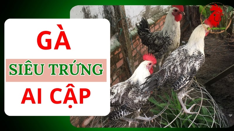 Gà Ai Cập là gì? Đặc điểm của giống gà Ai Cập