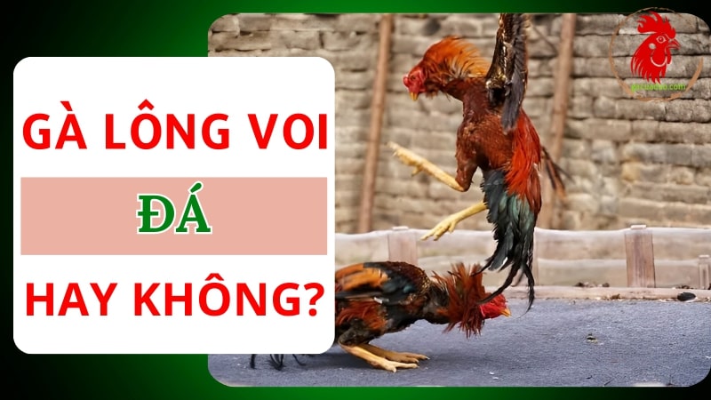 Gà lông voi có phải linh kê không? Gà lông tượng đá có hay không?