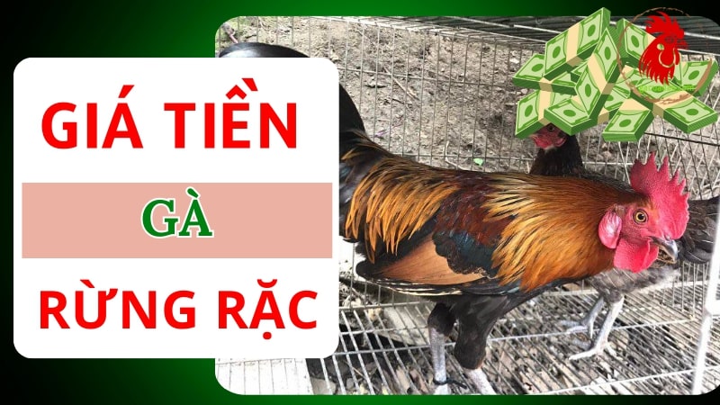 Gà rừng rặc là gì? Giá thành của loài gà quý hiếm này