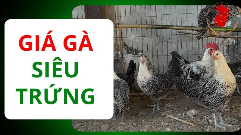 Giá gà siêu trứng Ai Cập