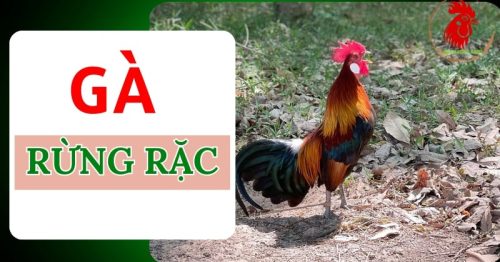 Gà rừng rặc là gì? Giá thành của loài gà quý hiếm này