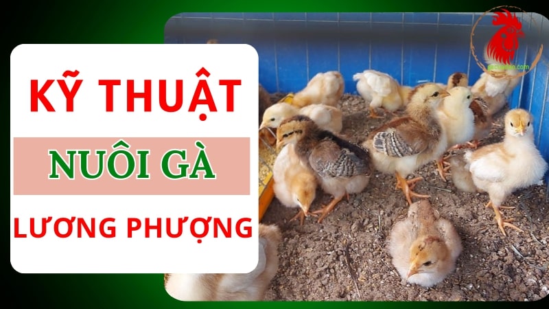 Kỹ thuật nuôi gà Lương Phượng