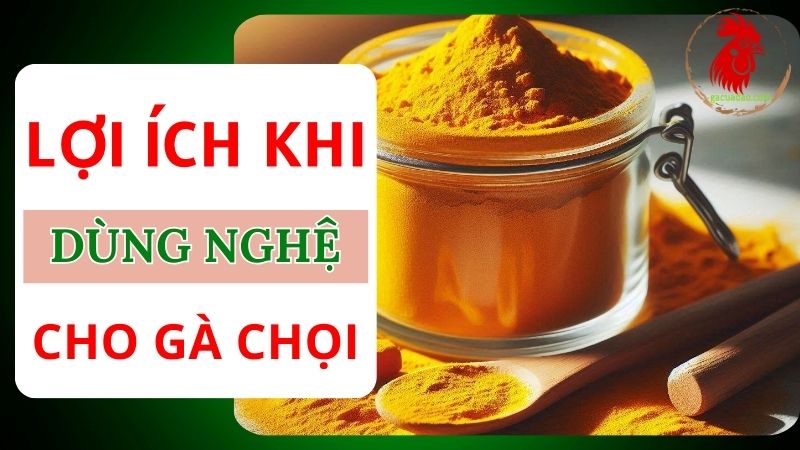 Lợi ích của việc sử dụng nghệ cho gà chọi