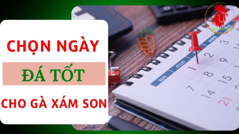 Lựa chọn ngày đá tốt nhất cho gà Xám Son