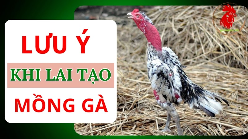 Lưu ý quan trọng khi thực hiện lai tạo mồng gà