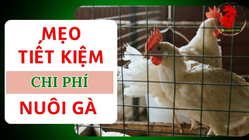 Mẹo tiết kiệm chi phí nuôi 100 con gà