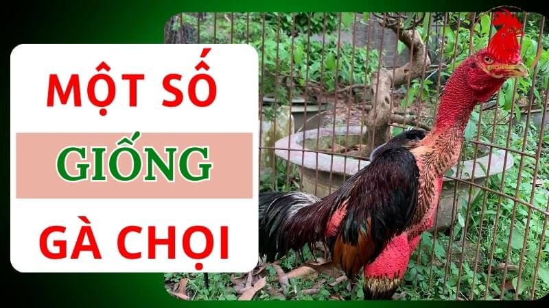 Một số giống gà chọi đá phổ biến hiện nay