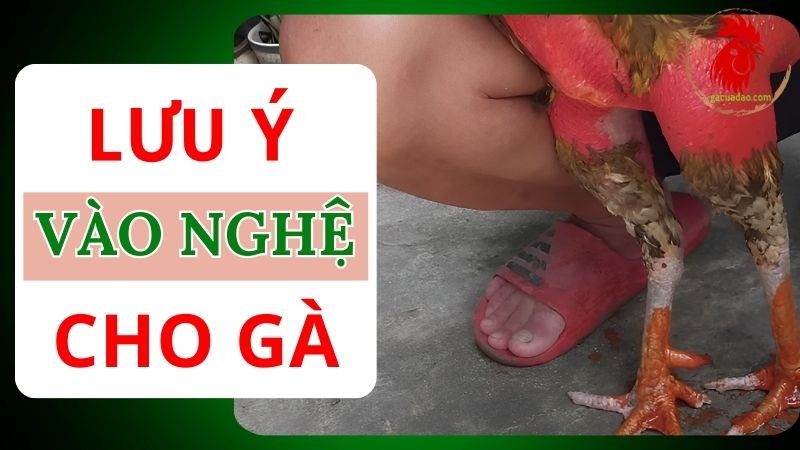 Một số lưu ý cần ghi nhớ khi vào nghệ cho gà chọi