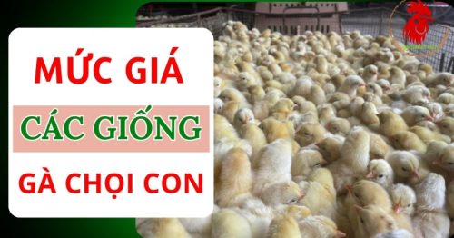 Giá gà chọi con bao nhiêu? Kinh nghiệm mua gà chọi uy tín