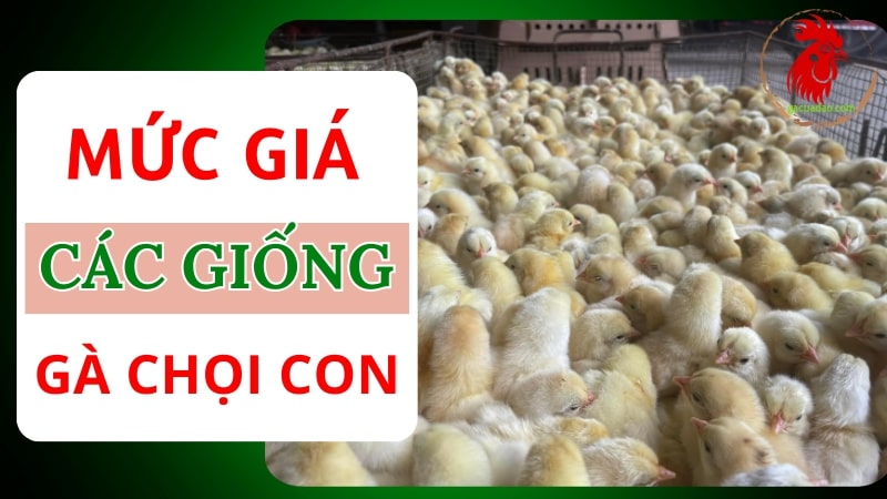 Giá gà chọi con bao nhiêu? Kinh nghiệm mua gà chọi uy tín