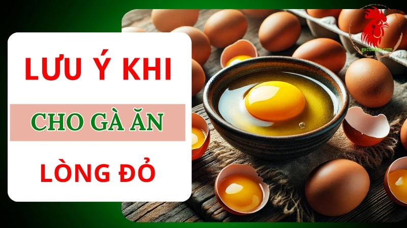 Những điều cần chú ý khi cho gà chọi ăn lòng đỏ trứng