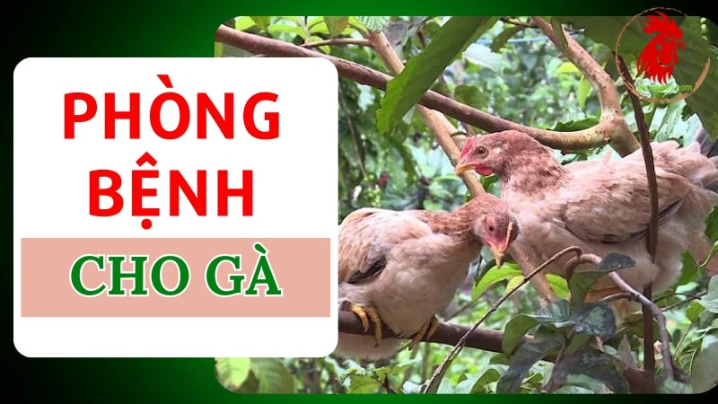 Phòng bệnh hiệu quả cho gà Lương Phượng