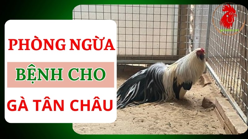 Phương pháp phòng ngừa một số bệnh cho gà tre Tân Châu