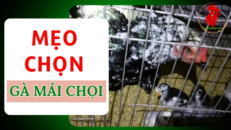 Sư kê chia sẻ mẹo chọn gà mái chọi