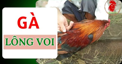 Gà lông voi là gì? Gà lông voi có thực sự đá hay không?