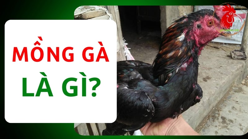 Tìm hiểu về mồng gà và lai tạo mồng gà