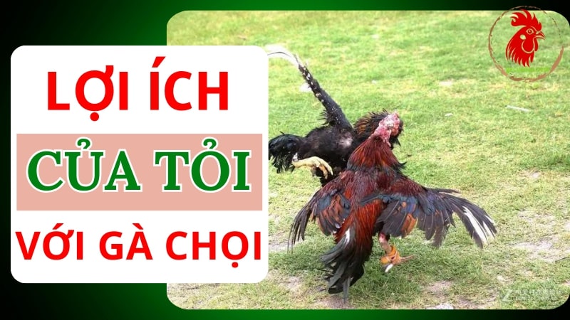 Tỏi là vị thuốc tự nhiên cho gà chọi khỏe mạnh