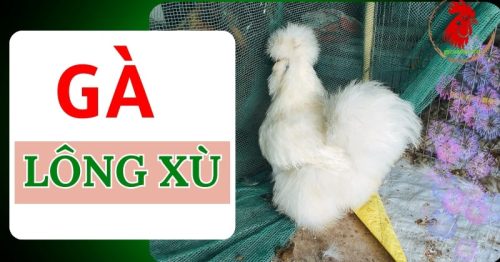 Gà lông xù – Nguồn gốc, đặc điểm và cách chăm sóc hiệu quả