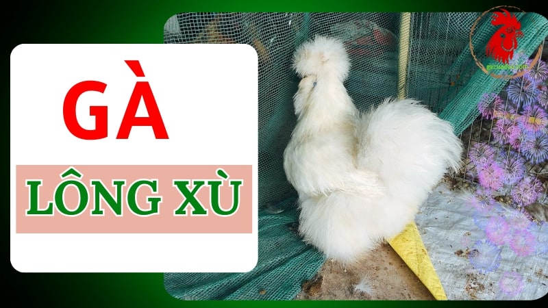 Gà lông xù - Nguồn gốc, đặc điểm và cách chăm sóc hiệu quả