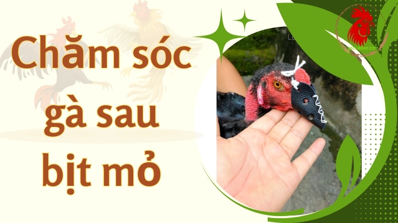 Chăm sóc gà sau khi bịt mỏ