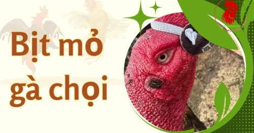 Bịt mỏ gà chọi là gì? Hướng dẫn chi tiết và lưu ý cần biết