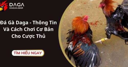 Đá Gà DAGA – Thông Tin Và Cách Chơi Cơ Bản Cho Cược Thủ