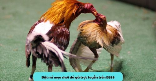 Chia sẻ kinh nghiệm chơi đá gà trực tuyến tại BJ88