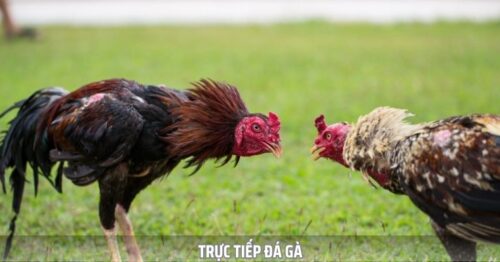 Xem Trực Tiếp Đá Gà Cựa Sắt Đỉnh Cao Tại Sabong67 Media
