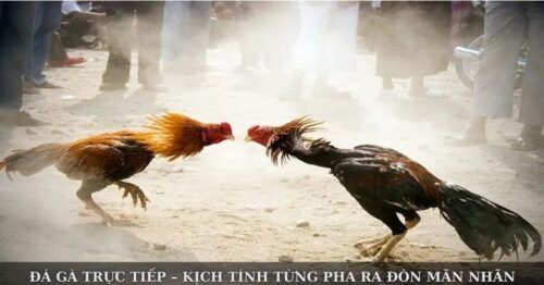 Đá Gà Trực Tiếp – Kịch Tính Từng Pha Ra Đòn Mãn Nhãn