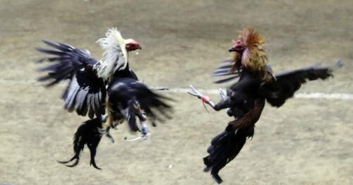 Đá Gà Trực Tiếp – Cổng Xem Và Đặt Cược Hấp Dẫn Nhất 