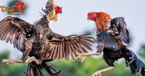 Cập Nhật Chương Trình Khuyến Mãi Hot Nhất Tại Daga88 Tháng Này