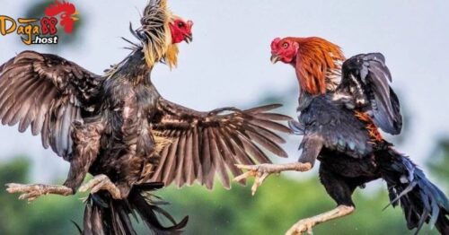 daga88 – Sân chơi đá gà trực tuyến uy tín, tỷ lệ kèo hấp dẫn